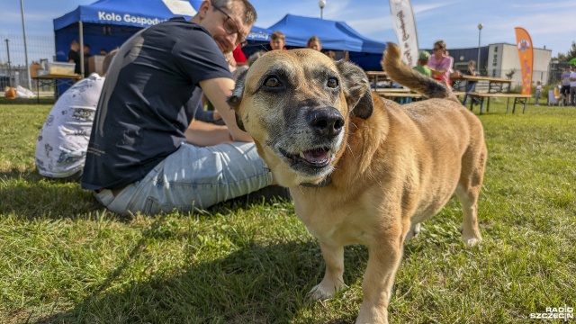 Fot. Maciej Papke [Radio Szczecin] "Dzień Psiaka i Kociaka" - festyn na rzecz bezdomnych zwierzaków w Dobrej [WIDEO, ZDJECIA]