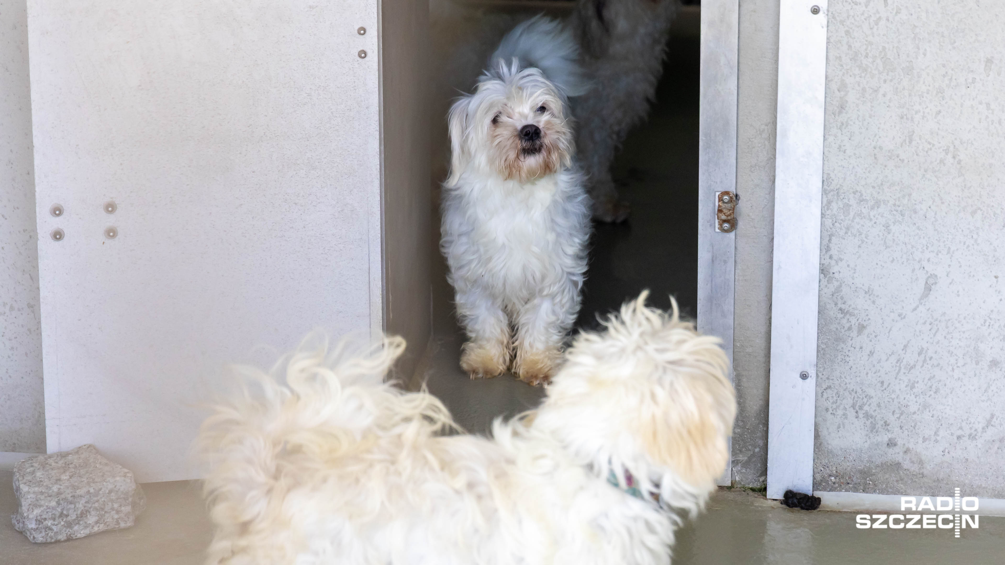 Sprawa psów z pseudohodowli nadal nierozstrzygnięta