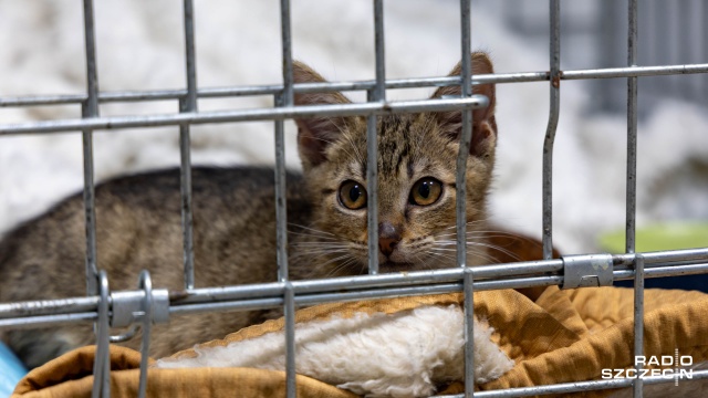 Fot. Robert Stachnik [Radio Szczecin] Drzwi otwarte w szczecińskim schronisku [WIDEO, ZDJĘCIA]