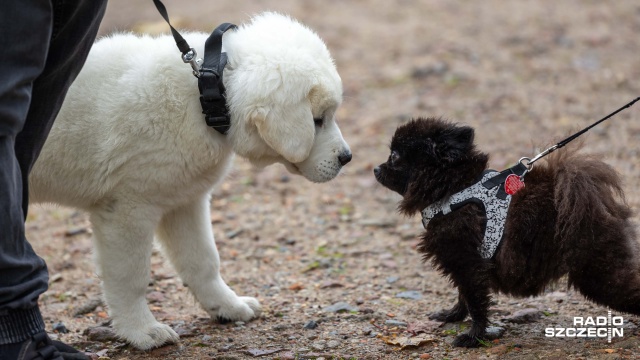 Fot. Robert Stachnik [Radio Szczecin] "Pucha dla pełnego brzucha" w Szczecinie. Zdjęcie z pupilem za datek [WIDEO, ZDJĘCIA]