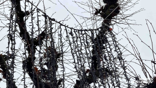 Fot. Robert Stachnik [Radio Szczecin] 300 tys. złotych na świąteczne iluminacje w Szczecinie [ZDJĘCIA]