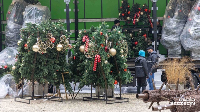 Fot. Robert Stachnik [Radio Szczecin] Trwa montaż wielkiej o drogiej choinki przy Urzędzie Miasta [ZDJĘCIA]