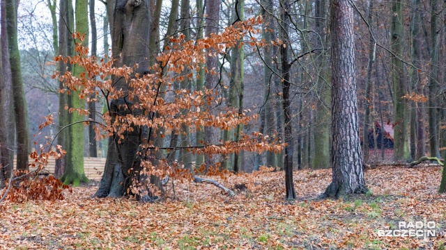 Fot. Robert Stachnik [Radio Szczecin] Zimowy spacer z rozpoznawaniem drzew i krzewów [WIDEO, ZDJĘCIA]