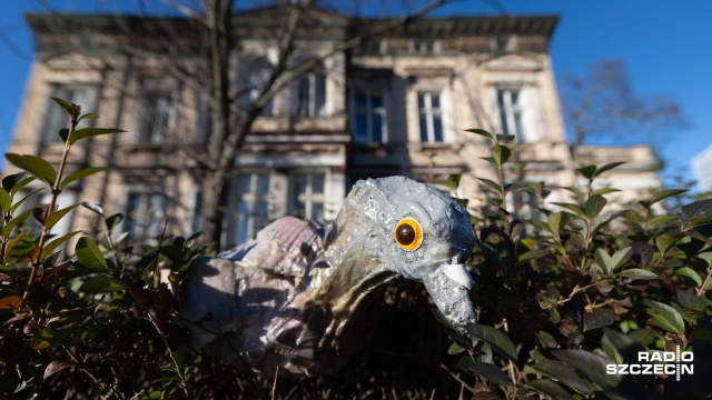 Fot. Robert Stachnik [Radio Szczecin] Fika na spacerze [WIDEO, ZDJĘCIA]