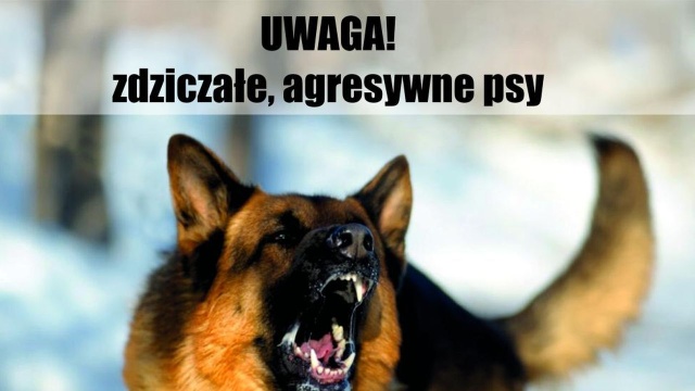 Zwierzęta są agresywne i mogą być niebezpieczne grasują w pobliżu ścieżki rowerowej w Wardyniu Górnym.