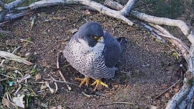 Można podglądać życie sokołów wędrownych, które zadomowiły się na terenie nadleśnictwa Barlinek. To dzięki kamerze zamieszczonej w gnieździe.