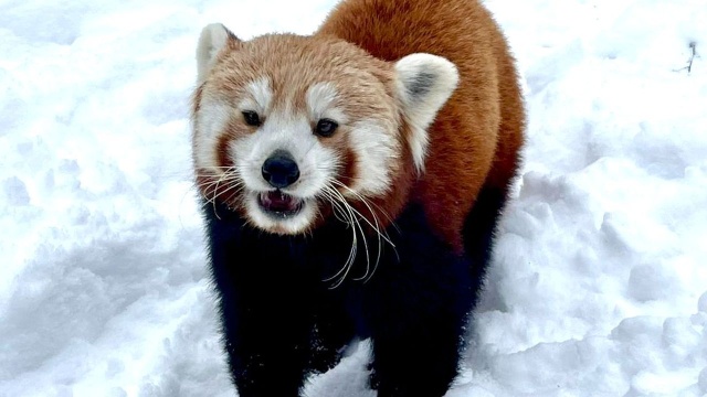 Zaginęła pandka ruda z poznańskiego zoo. Pracownicy ogrodu proszą o pomoc w poszukiwaniach.