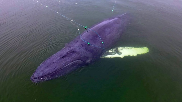Trwa akcja ratunkowa w Międzyzdrojach. W sieci rybackie zaplątał się tam wieloryb.