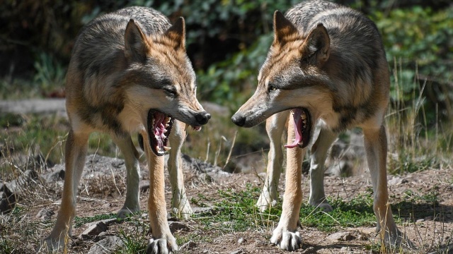 Zginęło sześć owiec, a kilka jest ciężko rannych.