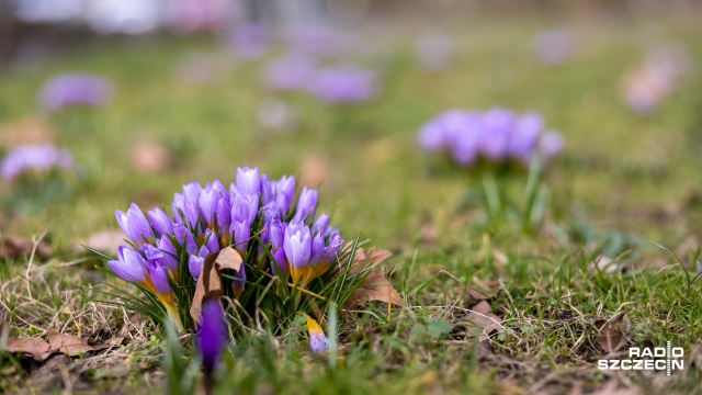 Idzie wiosna i to wielkimi krokami. Potwierdzają to meteorolodzy. Wyż znad Europy przyniesie nad nasz region fale ciepłego powietrza a co za tym idzie będzie można schować puchowe kurtki do szafy, ubrać przeciwsłoneczne okulary i jak mówią szczecinianie - zdjąć skarpetki.