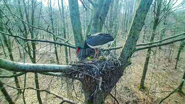 Bocian czarny wrócił w tym roku wyjątkowo wcześnie. Ptaka zauważono na terenie Nadleśnictwa Szczecinek dzięki zamontowanej fotopułapce.