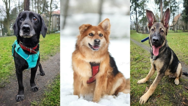 Szczeciński TOZ pilnie szuka domu dla psiaków