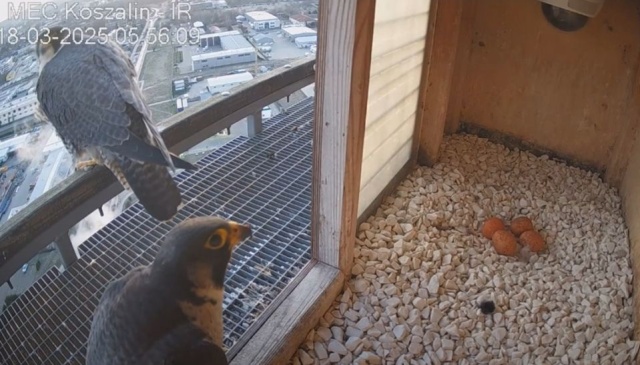 Sokolica Nila zniosła we wtorek czwarte jajo i możliwe, że to jeszcze nie koniec. W ubiegłym roku para sokołów wędrownych z koszalińskiej ciepłowni doczekała się właśnie czterech piskląt.