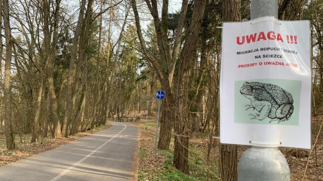 Ruszyły żabie gody. Z tego powodu Nadleśnictwo Szczecinek prosi o ostrożność kierowców, pieszych i rowerzystów.