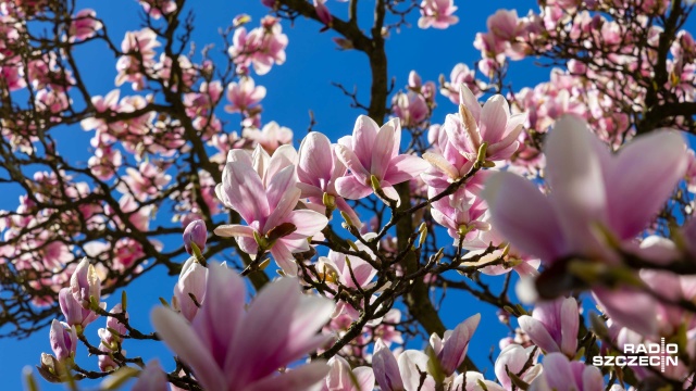 Od białych, klasycznych, po różowe, fioletowe, żółte czy czerwone - cieszą oko, są symbolem wiosny i wizytówką Szczecina - mowa o Magnoliach.