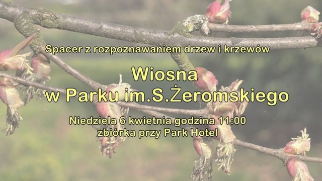 Kwitnące żółte krzewy forsycji, śliwy wiśniowe i pąki kasztanowców. Szczeciński przewodnik Paweł Madejski zaprasza na kolejny spacer z rozpoznawaniem drzew i krzewów, tym razem po parku Żeromskiego.