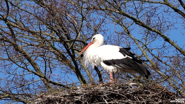 Są symbolem szczęścia i powodzenia, a dla niektórych zwiększonej dzietności. Jest ich coraz więcej: mowa o bocianach.