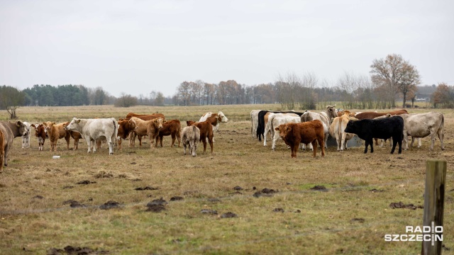 Wokół umowy UE-Mercosur jest dużo niepotrzebnego zamieszania, a opinie w tej sprawie to czysty populizm - uważa Hubert Bricout, rolnik z Rzeczyna w gminie Wolin, z pochodzenia Francuz.