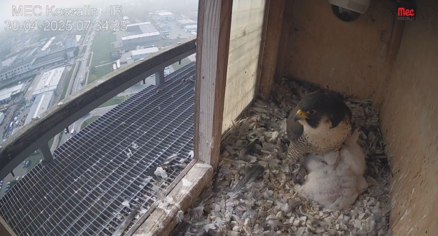 Miejska Energetyka Cieplna w Koszalinie ogłosiła konkurs na imiona dla sokołów, które wykluły się dwa tygodnie temu.