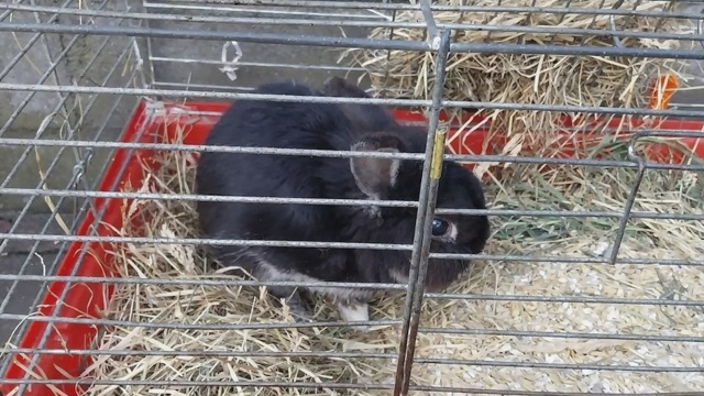 Czujność policjantki doprowadziła do błyskawicznego ustalenia sprawcy znęcania nad królikiem. Na jednym z portali społecznościowych ukazał się post, w którym autor przekazał informację o tym, że przy jednej z wiat śmietnikowych na terenie Szczecina znajduję się klatka, a w niej żywe zwierzę.