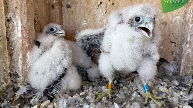 Diuna, Olimpia, a może Cleopatra Rozpoczęło się głosowanie na imiona dla trzech młodych sokolic, które kilka tygodni temu wykluły się w gnieździe na kominie koszalińskiej ciepłowni.
