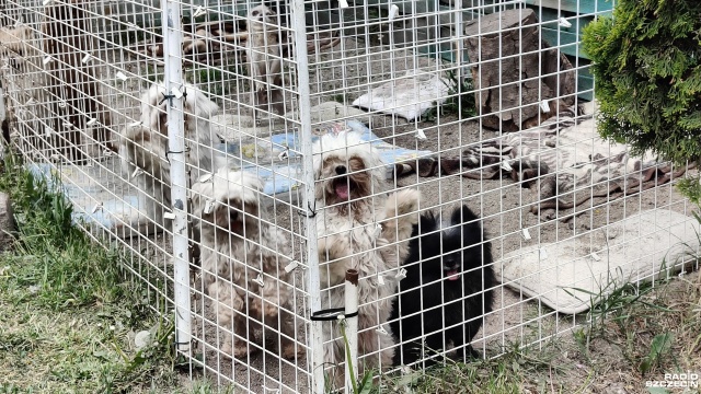 Miasto Kołobrzeg rozstrzygnęło przetarg na zaprojektowanie i wybudowanie schroniska dla bezdomnych zwierząt, które powstanie w pobliżu węzła zachodniego drogi S6.