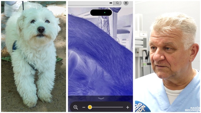 Pojawiło się nowe narzędzie do wykrywania kleszczy w sierści zwierząt. To aplikacja na telefon o nazwie Lupa, która pomoże dojrzeć pasożyta u psa czy kota.