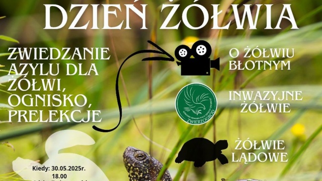 To okazja, aby zwiedzić żółwi azyl, obejrzeć film o żółwiu błotnym i dowiedzieć się, dlaczego niektóre gatunki nie są mile widziane w naszym środowisku. Ośrodek dla dzikich zwierząt w Wielgowie zaprasza na Dzień Żółwia.