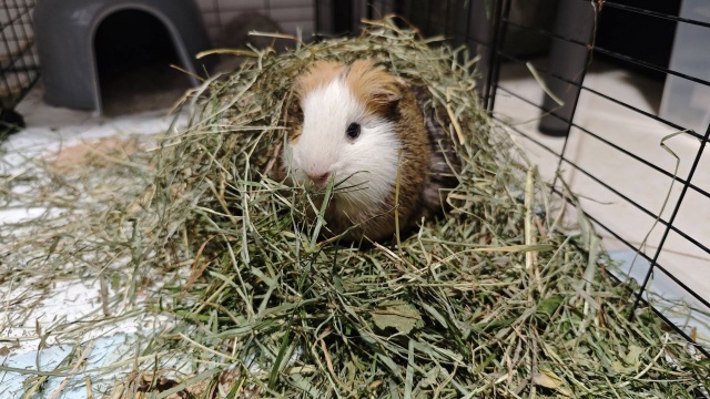 Do ośrodka trafia coraz więcej zwierząt, a koszty ich utrzymania rosną. Obecnie najbardziej brakuje podkładów higienicznych.