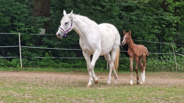 Zachodniopomorski Uniwersytet Technologiczny organizuje Piknik Patriotyczno-Zdrowotny w ośrodku jeździeckim. Będzie sporo atrakcji dla całych rodzin - mówi rzeczniczka ZUT Emilia Kujawa.