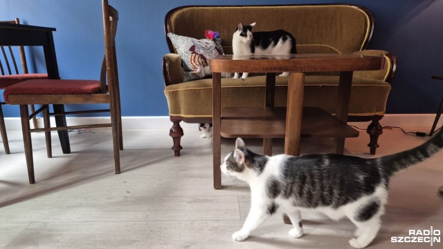 Jak reagować kiedy na swojej drodze spotkamy bezdomne zwierzę i jak udzielić pomocy kociętom, poniżej piątego tygodnia życia Tego mogli dowiedzieć się uczestnicy warsztatów pierwszej pomocy w Kawiarni Kota Gacka.