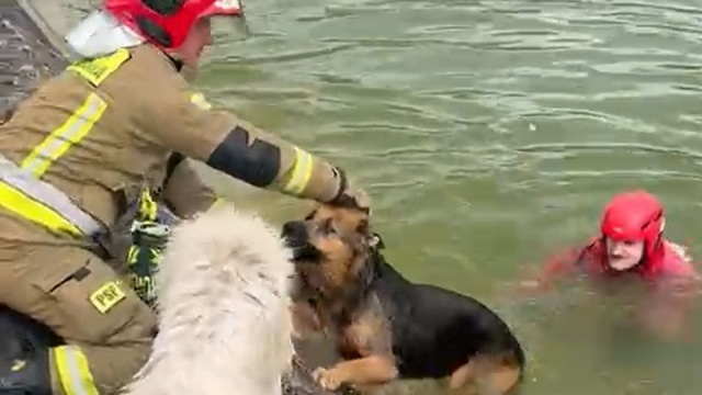 To była niecodzienna akcja ratunkowa. W Szczecinie przy ul. Drewnianej pies wpadł do basenu przeciwpożarowego i nie mógł się wydostać. Na pomoc czworonogowi ruszył jego... psi kolega.