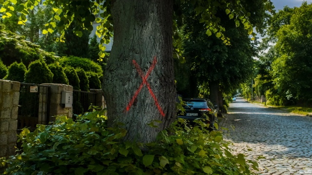 26 drzew ze szczecińskich Podjuch ma pójść pod topór, choć szczeciński radny uważa, że można je jeszcze uratować.