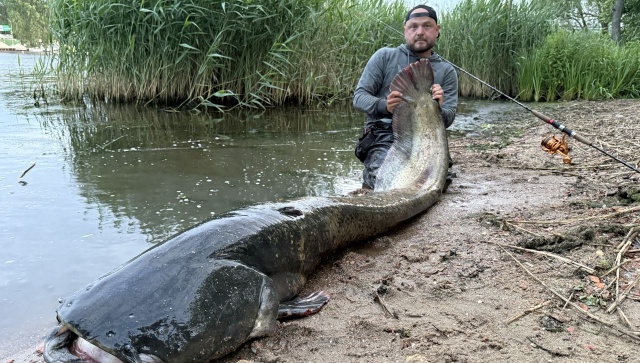 252 centymetry - tyle mierzy jeden z największych wyłowionych sumów w Szczecinie.