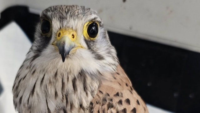 Połowa czerwca to moment, kiedy młode pustułki zaczynają opuszczać gniazda - to oznacza, że możemy je spotkać na trawnikach, chodnikach albo na środku drogi.