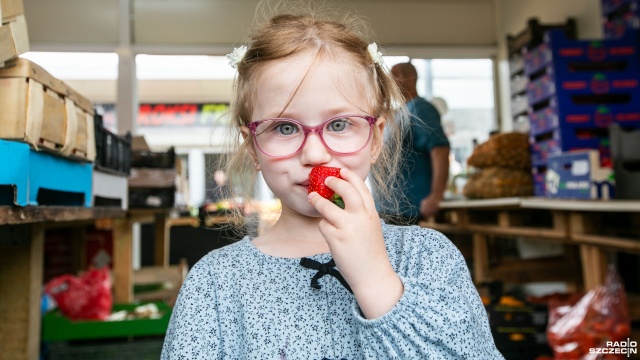 Sezon na truskawki rozpoczęty [WIDEO, ZDJĘCIA]