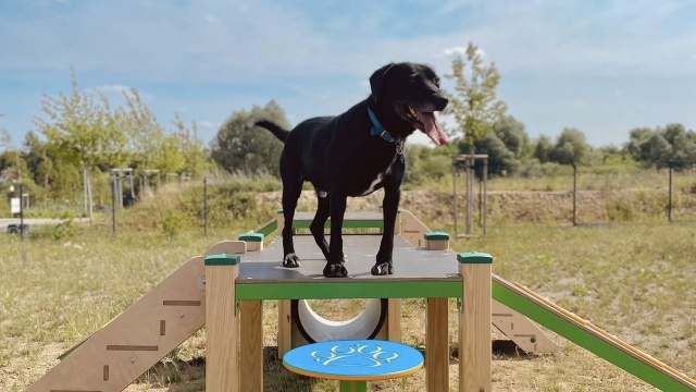 Schodki, kładki i tunele mają teraz do dyspozycji psy ze szczecińskiego schroniska dla bezdomnych zwierząt.