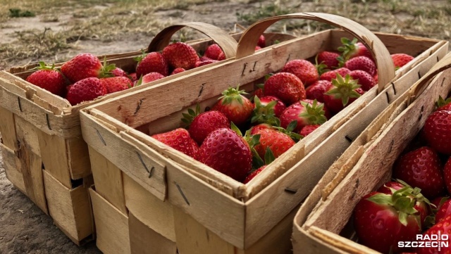 Dopiero co się zaczął, a już zbliża się jego koniec. Mowa o sezonie na truskawki, których uprawy w tym roku dostały w kość.