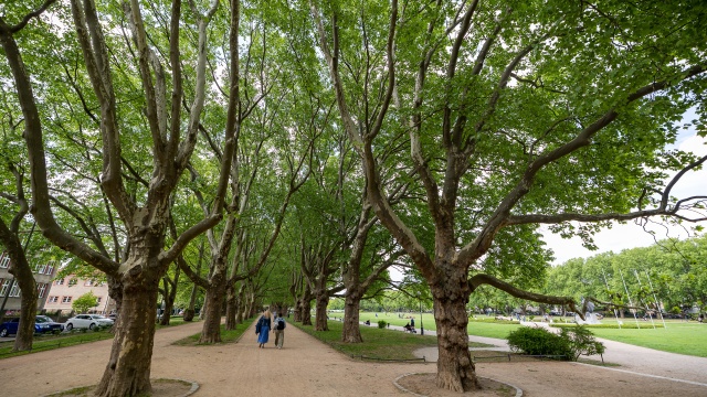 Konie i psy służbowe, pokazy musztry policyjnej, a także warsztaty pierwszej pomocy. Policja szykuje festyn profilaktyczny Bezpieczna Droga do Lata.