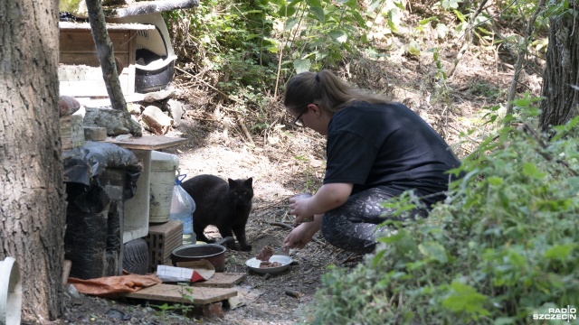 Opiekunowie kotów wolno żyjących w Szczecinie mogą ponownie zgłaszać się po pomoc. Miasto podpisało umowę na leczenie ze Stowarzyszeniem Kociarka.
