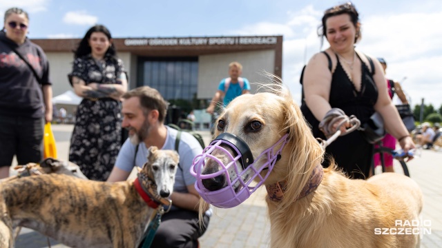 Gra terenowa, nauka udzielania pierwszej pomocy zwierzętom czy pokazy psich sportów...