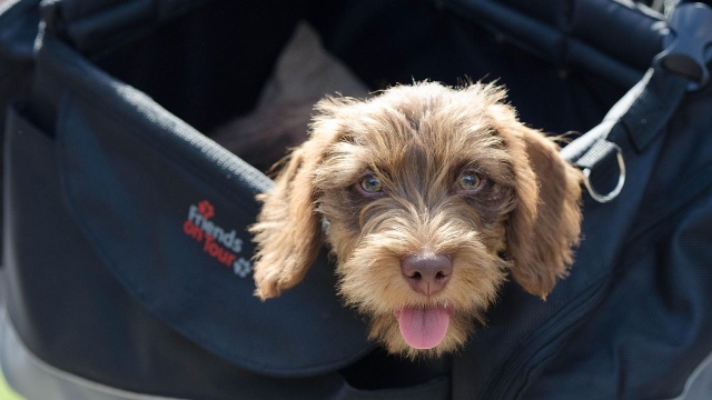 Jeszcze w niedzielę można kibicować psom w szczecińskiej Netto Arenie.