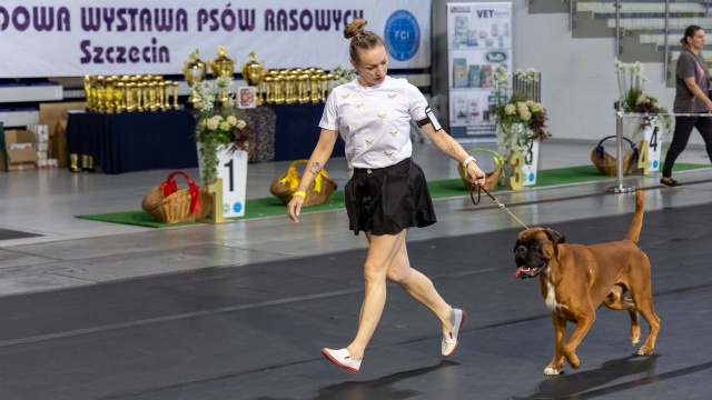W niedzielę w Netto Arenie finał Międzynarodowej Wystawy Psów Rasowych. Do Szczecina przyjechali hodowcy między innymi z Niemiec, Danii, Szwecji, USA czy Wielkiej Brytanii.