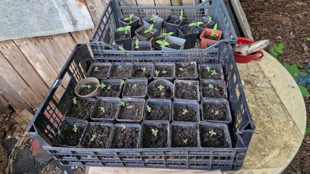 Policjanci z Mirosławca zlikwidowali nielegalną uprawę konopi. Hodował je 50-letni mężczyzna - na jego posesji mundurowi znaleźli 70 krzewów ziela konopi.