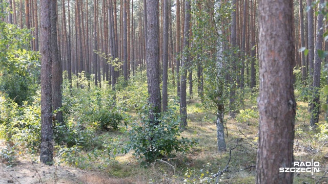 Katar, kichanie, świąd i łzawienie oczu, wysypki, a także duszności i kaszel. Szczecinianie walczą ze skutkami alergii.