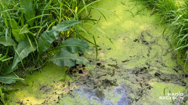 Powodem dla którego owadów nie widać w parkach, na placach zabaw czy w przydomowych ogródkach, mogą być m.in. bezdeszczowa wiosna i pogłębiająca się od dekady susza hydrologiczna.