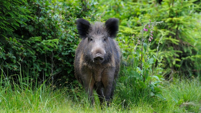 Co robić, kiedy staniemy oko w oko z dzikim zwierzęciem Zdania szczecinian na ten temat są podzielone.