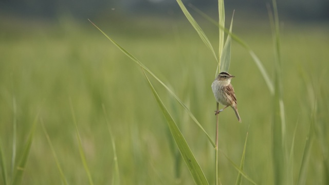 Nie będzie w tym roku przeniesienia piskląt wodniczki do Zachodniopomorskiego. Od 2023 r. Ogólnopolskie Towarzystwo Ochrony Ptaków prowadzi projekt przemieszczania części gniazd znad Biebrzy na teren Bagien Rozwarowskich na Pomorzu Zachodnim. To sposób na odbudowę populacji tego ptaka.