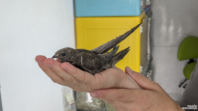 Mierzymy się z kolejnymi konsekwencjami suszy w świecie przyrody.