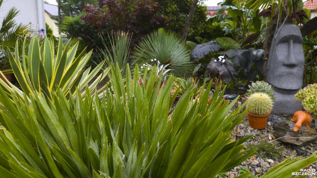 Moda na egzotykę na dobre rozgościła się w szczecińskich ogrodach. Coraz częściej zamiast tradycyjnych roślin pojawią się te bardziej dzikie jak palmy, figi i bananowce.